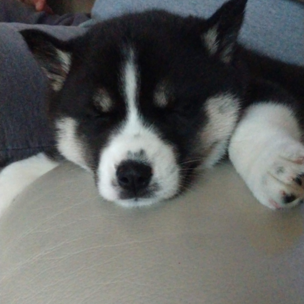 Meet your Posher, Charlotte